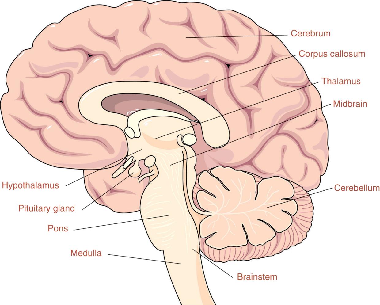 Side view of the brain