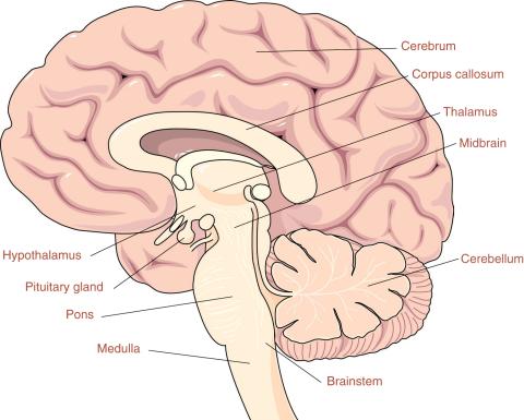 Side view of the brain